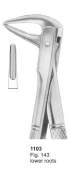 Fig. 143 lower roots 